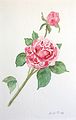 <b>Rosenblüten</b><br>Technik: Aquarell<br>Maße: 20 x 30 cm<br>Original