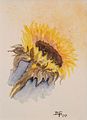 <b>Sonnenblume</b><br> Technik: Aquarell<br> Format: 20 x 30 cm<br>Original