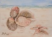 <b>Muscheln und Seestern</b><br> Technik: Aquarell<br> Format: 12 x 17 cm<br> Original