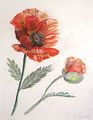 <b>Mohn</b><br>Technik: Pastell<br>Maße: 30 x 30 cm<br>Handgemalt